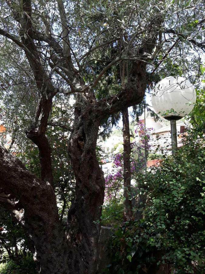 Seahaven Διαμέρισμα Petrovac Εξωτερικό φωτογραφία